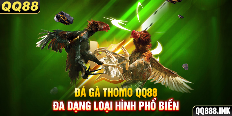 Đá gà Thomo QQ88 đa dạng loại hình phổ biến