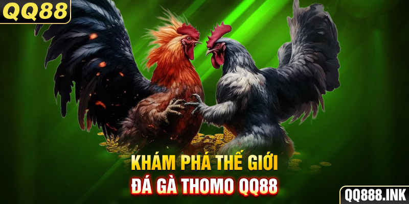 Khám phá thế giới đá gà Thomo QQ88